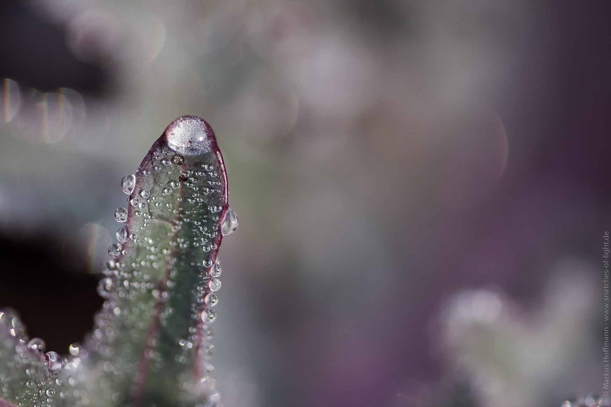 pearls of drops